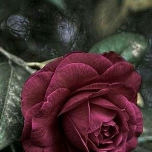 Meet your Posher, Dora